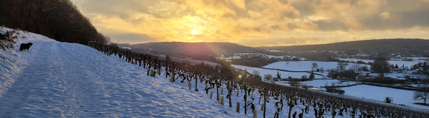 Vignes à Royer © Virginie Gauthier